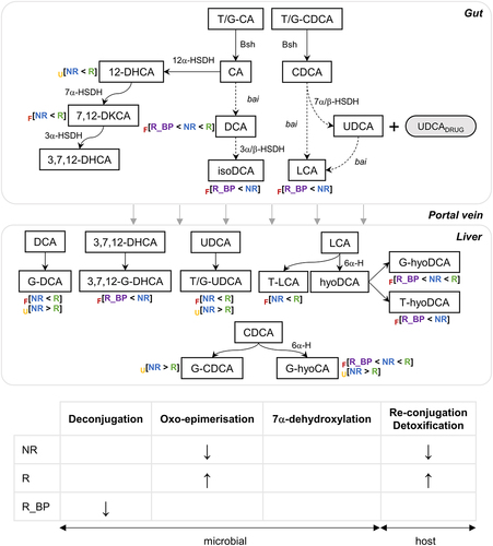 Figure 5. Summary of changes occurring in different treatment responses. Dynamic responders (R) had higher fecal excretion of conjugated secondary and oxo-BAs and increased urine 12-dehydrocholic acid. R_BP had lower excretion of unconjugated secondary BAs. Dashed arrows indicate multi-step reactions. Blank cells in the summary table of proposed bacterial functional differences (bottom) indicate that our data do not provide enough evidence of whether these pathways are different across groups. 6α-H: 6-α hydroxylase (CYP3A4); bai: BA-induced operon enzymes for 7α-dehydroxylation; Bsh: bile salt hydrolase; CA: cholic acid; CDCA: chenodeoxycholic acid; DCA: deoxycholic acid; DHCA: dehydrocholic acid; DKCA: diketocholanic acid; F: feces; HSDH: hydroxysteroid dehydrogenase; LCA: lithocholic acid; NR: non-responder; R: responder; R_BP: responder with bad prognosis; T/G: taurine-/glycine-conjugated; U: urine; UDCA: ursodeoxycholic acid.