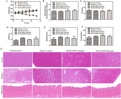 Figure 12. Evaluation of biocompatibility of DS-RLs/DEX hydrogel and DS-FLs/DEX hydrogel in vivo. (A) Body weight. (B) Blood glucose concentration after 15 days of administration. (C) ALT, (D) AST, (E) BUN, and (F) Crea levels in serum. (G) HE staining histological sections of liver, kidney and ankle skin after DS-RLs/DEX hydrogel and DS-FLs/DEX hydrogel treatment (Scale bars = 200 nm).