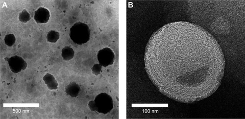 Figure 1 Physical characterization and in vitro release profiles of RGPL.Notes: (A) Transmission electron microscope photograph of homodispersed RGPL (×7,000). (B) Transmission electron microscope photograph of a single liposome of RGPL (×30,000). (C) Particle sizes of RGPL and RGPL co-encapsulated with OVA. (D) PDI values of RGPL and RGPL co-encapsulated with OVA. (E) Release of OVA from RGPL. Mean of three independent experiments.Abbreviations: BL, blank liposomes; OVA, ovalbumin; PDI, polydispersity index; RGPL, Rehmannia glutinosa polysaccharide liposome.