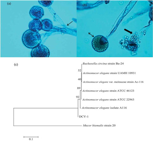 Figure 1. Lactophenol cotton blue stain revealed distinct microscopic features of DCY-1 (magnification, ×40) (a and b), and parsimonious tree was obtained from ITS sequences data, showing the relationships of strain DCY-1 compared with relevant collection strains or ITS sequences (c).Figura 1. La mancha azul algodón de Lactophenol reveló distintas características microscopicas de DCY-1 (magnificación, ×40) (a y b) y el árbol parsimonioso se obtuvo de las secuencias de datos ITS, mostrando las relaciones de la cepa DCY-1 en comparación con las cepas recogidas o secuencias ITS (c).