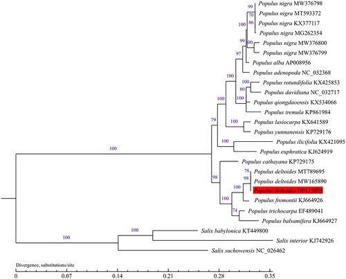 Figure 3. Phylogenetic tree was built with maximum-likelihood (ML) bootstrap analysis based on 23 chloroplast genome sequences from Populus and three taxa from Salix were served as outgroups. Label annotations against each species name represent the accession number on GenBank. The numbers above branches indicate bootstrap support values (%) of neighbor joining maximum likelihood trees, respectively. The bootstrap values are evaluated based on 1000 replications. The scale bar represents the number of substitutions at each locus. The following sequences were used: Populus nigra KX377117, Populus cathayana KP729175, Populus tremula KP861984, Populus Alba AP008956, Populus yunnanensis KP729176 (He et al. Citation2019), Salix suchowensis NC_026462, Populus adenopoda NC_032368 (Wu et al. Citation2020), Populus balsamifera KJ664927, Populus euphratica KJ624919, Populus fremontii KJ664926, Populus ilicifolia KX421095, Populus lasiocarpa KX641589, Populus qiongdaoensis KX534066, Populus rotundifolia KX425853, Populus trichocarpa EF489041 (Zhang et al. Citation2019), Populus rotundifolia KX425853, Salix interior KJ742926 (Zong et al. Citation2019), Populus deltoides MT789695, Populus davidiana NC_032717, Salix babylonica KT449800 (Zhuang et al. Citation2020), Populus deltoides MW165890 (Zhuang et al. Citation2021), Populus nigra MW376800, Populus nigra MW376799, Populus nigra MW376798 (Wang et al. Citation2022), and Populus nigra MG262354, Populus nigra MT593372 (unpublished).