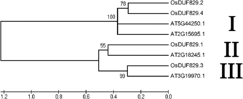 Figure 2. Phylogenetic relationship of four OsDUF829 members in rice and four DUF829 members in Arabidopsis.