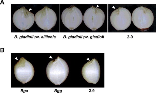 Figure 7. Symptoms of cross-inoculation studies of isolate 2-9 on a possible alternative host, onion, 10 days after inoculation. Onion bulbs (A) and scales (B).