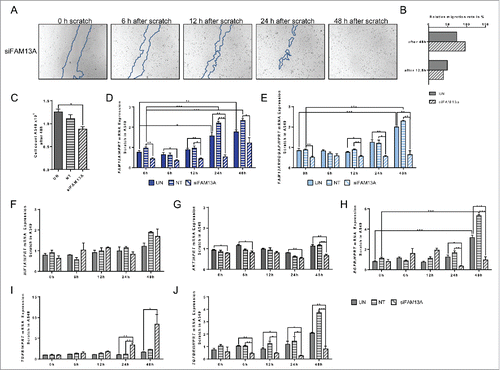 Figure 8. Effect of targeted inhibition of FAM13A via siRNA on cellular migration of A549 cells around a cell wound. (A) Scratched A549 cell layer after transfection with FAM13A siRNA (siFAM13A). Photos were taken 0, 6, 12, 24, and 48 h after the scratch to detect cellular migration. The scratch is highlighted in blue. (B) Relative migration rate in percent of scratched A549 cells left untreated (UN, N = 3) or transfected with FAM13A siRNA (siFAM13A, N = 3). (C) Cell count of scratched A549 cells left untreated (UN, N = 3) or transfected with FAM13A siRNA (siFAM13A, N = 3). (D–J) Quantitative real-time PCR analysis of FAM13A (D), FAM13ARHOGAP (E), HIF1A (F), AKT (G), EGFR (H), TGFB (I), and TGFBRII (J) in scratched A549 cells left untreated (UN, N = 3) or transfected with either NT (N = 3) or FAM13A siRNA (siFAM13A, N = 3). Data are shown as mean values ± s.e.m. using Student's two-tailed t-test *p = 0.05; **p = 0.01, ***p = 0.001.