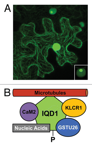 Figure 1. Subcellular localization and molecular interactors of Arabidopsis IQD1. (A) Transient expression of CaMV 35SPro:IQD1~GFP in tobacco leaves (N. benthamiana) reveals association of GFP fluorescence with the microtubular network and cell nucleus (epidermal cell in the center). Lower IQD1~GFP expression level (upper cell) or lower photomultiplier gain (inset, lower right corner) indicates targeting of IQD1~GFP to the nucleolus (see ref. Citation26 for original report and controls). (B) In addition to its recruitment to microtubules, IQD1 interacts in planta with Arabidopsis CaM2 and Arabidopsis KLCR1.Citation27 A possible interaction of IQD1 in planta with GSTU26 (reproducibly identified in a yeast two-hybrid screenCitation27) and with single nucleic acid substrates (demonstrated in vitro),Citation27 such as cellular RNAs, remains to be tested. Querying the PhosPhAt4.0 databaseCitation45 retrieved evidence for in vivo phosphorylation (-P) of IQD1on a site near to its N-terminus. To date, there is no evidence for binding of KLCR1 to kinesin motor proteins, which facilitate cellular transport of specific cargo along microtubular tracks.