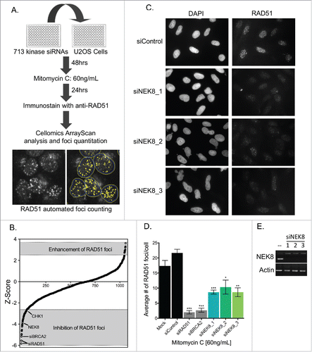 Figure 1. Kinome siRNA screening identified NEK8 as a protein important for DNA damage-induced RAD51 foci formation. A. Screening strategy for identification of kinases required for RAD51 focus formation. U-2 OS cells were transfected with a siRNA kinome library, treated with MMC, immunostained and imaged for RAD51 focus formation. Representative images of RAD51 focus formation via automated acquisition and quantitation are shown. B. The mean Z-score of each kinase from the RAD51 foci screen are ranked (n = 2). C. Representative image of MMC (60 ng/mL, 24h)-induced RAD51 foci in U-2 OS cells. D. Quantification of the average number of RAD51 foci observed per U-2 OS cell following treatment with MMC (60 ng/mL, 24h). E. U-2 OS cells were transfected with siRNA (20nM). RNA was collected, converted to cDNA and amplified by PCR to confirm depletion. (n = 3, +/- SEM). * = p < 0.05, ** = p < 0.01, *** = p < 0.001 relative to siControl.