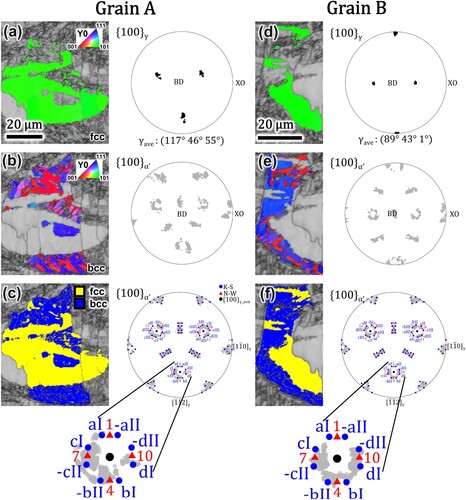 Figure 16. Pole figure analysis of Grain A (a–c) and Grain B (d–f) in as-built samples: (a, d) band contrast with fcc phase IPF colour map (left) and corresponding {100}γ pole figures (right), (b, e) band contrast with bcc phase IPF colour map (left) and corresponding {100}γ pole figures (right), (c, f) band contrast with phase map (left) and comparison of {100}α to the predicted K–S and N–W variants projected along the {111}γ plane.