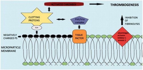 Figure 4. Mechanisms and molecules related with Microparticle induced coagulation. Abbreviations: PS: phospatildylserine; GLA: γ-carboxyglutamic acid; clotting proteins factors VII, IX, X and prothrombin. Negatively charged PS electrostatically attract the positively charged segment of clotting proteins/GLA complex and induce thrombogenesis. Tissue factor may also activate the coagulation cascade via the FVII/VIIa complex. Additionally, inhibition of fibrinolysis by microparticle membrane proteins such as plasminogen activator inhibitor-1 and protein S may augment thrombogenesis.