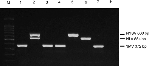 Fig. 1 Multiplex RT-PCR detection of Narcissus yellow stripe virus (NYSV), Narcissus latent virus (NLV) and Narcissus mosaic virus (NMV) with three sets of primer pairs. M, 100 bp DNA marker (Tiangen, Beijing, China); Lane 1, NYSV +NLV +NMV; lane 2, NYSV +NLV; lane 3, NYSV +NMV; lane 4, NLV +NMV; lane 5, NYSV only; lane 6, NLV only; lane 7, NMV only; H, healthy leaf.