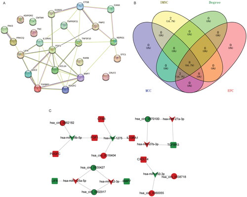 Figure 5. Identification of hub immune-related DEmRNAs. (A) PPI regulatory network of immune-related DEmRNAs in ceRNA regulatory network; (B) Venn diagram of 4 algorithms in CytoHubba plug-in; (C) ceRNA regulatory network of hub immune-related DEmRNAs. V-shaped, circle and square represent DEmiRNAs, DEcircRNAs and immune-related DEmRNAs, respectively. Red and green represent up- and down-regulation, respectively. The black border represents the top 10 up- and down-regulated DEmiRNAs, DEcircRNAs and DEmRNAs.