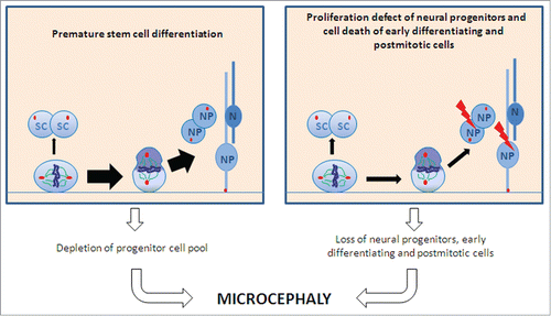 Figure 8. Schematic of proposed pathomechanisms underlying microcephaly in MCPH. A premature shift from symmetric to asymmetric cell division with a subsequent depletion of the progenitor pool (left part) and proliferation defects of differentiating stem cells and cell death of proliferative cells and early postmitotic cells (right part) lead to microcephaly. Abbreviations: SC, stem cell; N, neuron; NP, neural precursor.