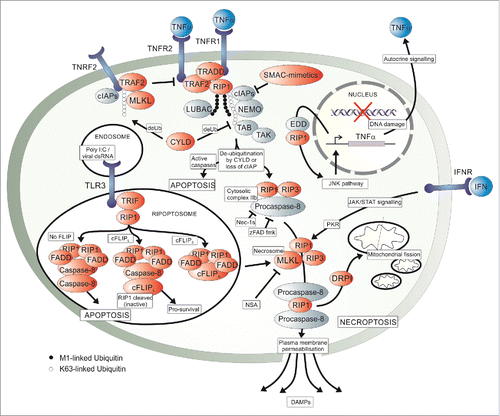 Figure 2. A schematic overview of the molecular pathways involved in necroptosis. Signaling can occur via 4 mentioned modes, namely TNFα binding TNFR1 in a paracrine as well as autocrine manner, interferon (IFN) binding IFN receptors (IFNR) and endosomal viral double stranded RNA (dsRNA) binding toll-like receptor 3 (TLR3). TNFα-induced signaling results in the formation of the pro-survival complex I which signals to apoptosis, necroptosis or, as seen in Fig. 1, to cell survival. An NF-κB-independent JNK signaling pathway via EDD activation following DNA damage and association with RIP1 results in autocrine TNFα production, also seen in Fig. 1. TRAF2 stabilization of complex I is inhibited by the interaction between the mixed lineage kinase domain-like protein (MLKL), TRAF2 and TNFR2 as promoted by cIAP-induced TRAF2 ubiquitination. Removal of caspase inhibition and ubiquitination of RIP1, either by loss of cellular inhibitors of apoptosis (cIAPs) or deubiquitination by cylindromatosis (CYLD), allows for the formation of the cytosolic complex IIa and IIb which may result in apoptosis or, upon inhibition of caspases, necroptosis via the formation of the necrosome. The necrosome forms by the interaction between RIP1, RIP3 and MLKL which then results in the interaction between RIP3 and the long and short isoforms of the phosphoglycerate mutase family member 5 protein (PGAM5) to activate dynamin-related protein (DRP1) or induce plasma membrane permeabilisation (PMP). DRP1 causes mitochondrial fission and PMP results in the release of damage-associated molecular patterns (DAMPs). The ripoptosome can be recruited to the necrosome by an unknown mechanism to result in necroptotic cell death. Within the ripotosome, cellular FLIP isoforms either promote or inhibit cell death. Dimerised RIP1 interacts with FADD to either activate Caspase-8 or, if cFLIPL dimerises with Caspase-8 a non-canonical catalytic complex is formed both resulting in inactivation of RIP1/3. One outcome is apoptosis and the other pro-survival signaling. Another pro-survival cascade involves NF-κB-dependent JNK and IKK signaling, as seen in Fig. 1. The pathway can be artificially activated by SMAC-mimetics, as well as zFAD.fmk through the inhibition of apoptosis or by activation of ripoptosome formation with Poly(I:C). Necroptosis is inhibited experimentally by inhibition of RIP1 kinase activity with Nec-1s and at MLKL by Necrosulfonamide (NSA).