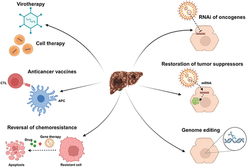 Figure 2 An outline for some of the potential strategies that could be applied in the gene therapy of HCC. The figure was created with BioRender.com, with a publication license.