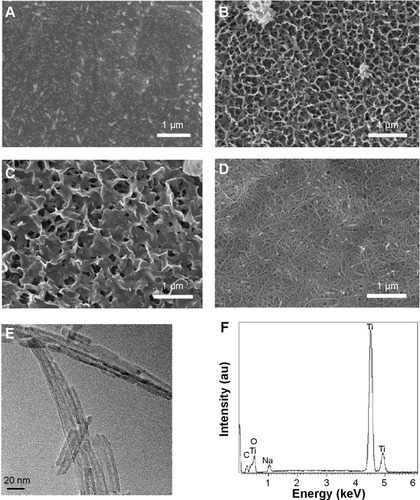 Figure 1 SEM micrographs, TEM images and EDS spectrum of Ti plates with hydrothermal treatment at different temperatures.Notes: SEM micrographs (A) Untreated Ti. (B) Ti100. (C) Ti140. (D) Ti150. (E) TEM images of the nanotubes obtained from hydrothermal treatment at 150°C for 3 hours (Ti150). (F) EDS spectrum of the hydrothermally treated samples.Abbreviations: SEM, scanning electron microscopy; TEM, transmission electron microscopy; EDS, energy dispersion spectroscopy.