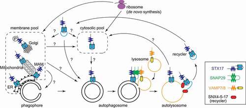 Figure 1. STX17ʹs recruitment to and retrieval from autophagosomes. “?” indicates processes that have not been demonstrated experimentally. MAM, mitochondria-associated membrane.