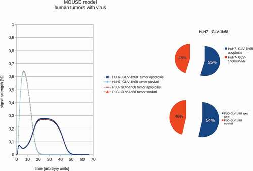 Figure 2. Models and ratios of tumor survival and apoptosis of the human PLC and HuH7 tumors in female nude mice after therapy with GLV-1h68 vaccinia virus strain. Again the polynomial areas of the diagrams were calculated. After virus therapy both tumor strains are moved into apoptosis.