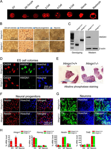 Fig 1 Effects of Hmgn1 depletion on in vitro ES cell differentiation. (A) HMGN1 protein expression during mouse embryonic preimplantation. Immunofluorescence images at the stages indicated above each panel are shown. (B) Morphology of Hmgn1+/+ and Hmgn1−/− ES cell colonies during differentiation along the neuronal pathway. (C) Genotyping (Citation29) and Western analysis of the ES cells used. (D) Immunofluorescence of Oct3/4, an ES cell marker, in the ES cell colonies. (E) Both Hmgn1+/+ and Hmgn1−/− ES cell colonies express the pluripotency marker alkaline phosphatase. (F) Immunofluorescence of the neural progenitor nestin. (G) Immunofluorescence of the dopaminergic neuron marker tyrosine hydroxylase (Th). (H) Quantitiative RT-PCR analysis of the expression of Hmgn1, Nanog, Nestin, and tropomyosin-related kinase B (TrkB) during Hmgn1+/+ and Hmgn1−/− ES cell neural differentiation. The values obtained in ES cells were set to 100%.