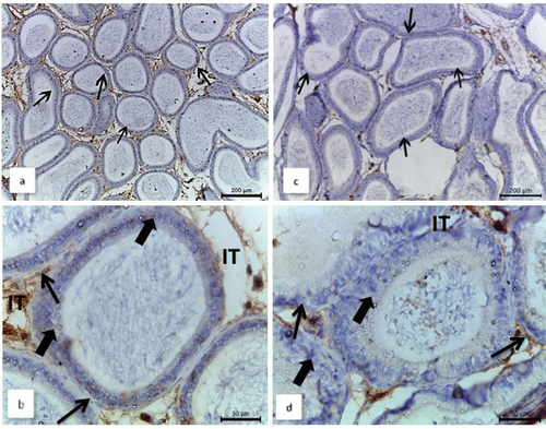 Figure 7. Photomicrographs of epididymal sections of normal and quinestrol-treated males of Nile rats showing immunohistochemical assays with immunolocalization of nuclear androgen receptor (AR) antibody. Normal males: (a) and (b) show an exclusively strong nuclear AR immunoreaction in the epididymal ducts. (b) a magnified photo showed that AR mainly localized at the basement membrane (thin arrow), germinal cells (thick arrow), and intertubular space (IT). Quinestrol-treated males: (c) and (d) show a weak AR immunoreaction (arrows). (d) showed a magnified photo of the number of tubules with weak reactions in destructed germinal cells (thick arrow), basement membrane (thin arrow), and nearby no reaction in intertubular spaces (IT).