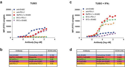 Figure 2. Binding of monospecific and bispecific antibodies to TUBO cells. TUBO tumor were cultured in the absence (a, b) or presence (c, d) of 10ng/ml of mouse IFN-γ for 24 h and incubated with different concentrations of FITC-labeled bivalent (homodimer) anti-rErbB2, anti-PD-L1, monovalent anti-rErbB2 (B12xErbB2) or anti-PD-L1 (B12xPD-L1) or bispecific BsPD-L1xrErbB2 antibodies. On the y-axes, the median fluorescence intensity (MFI) FITC is plotted against the antibody concentration in log nM on the x-axes. EC50 in nM for untreated TUBO (B) and IFN-γ treated TUBO (d) tumor cells is shown.