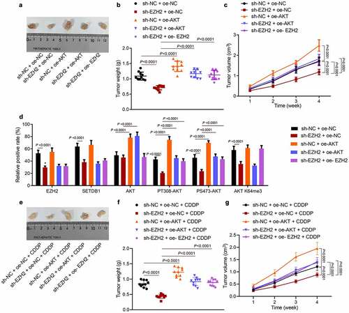 Figure 8. EZH2 promotes HCC cell tumorigenesis and chemoresistance via the miR-381/SETDB1/AKT axis in vivo. a, representative photos of xenograft tumors. b, statistic data of tumor weight, * p < 0.05, compared to sh-NC + oe-NC; # p < 0.05, compared to sh-EZH2 + oe-NC. c, statistical data of tumor volume, * p < 0.05, compared to sh-NC + oe-NC; # p < 0.05, compared to sh-EZH2 + oe-NC. d, EZH2, SETDB1, AKT, AKT K64me3, PT308-AKT, and PS473-AKT expression in tumor tissues determined by IHC, * p < 0.05, compared to sh-NC + oe-NC; # p < 0.05, compared to sh-EZH2 + oe-NC. e, representative photos of xenograft tumors under CDDP treatment, * p < 0.05, compared to sh-NC + oe-NC + CDDP; # p < 0.05, compared to sh-EZH2 + oe-NC + CDDP. f, statistical data of tumor weight. g, statistical data of tumor volume, * p < 0.05, compared to sh-NC + oe-NC + CDDP; # p < 0.05, compared to sh-EZH2 + oe-NC + CDDP. n = 10 for mice in each group.