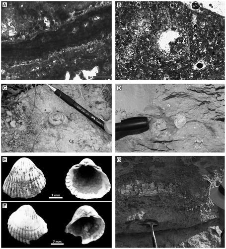 Figure 7. (A and B) Thin-section photograph of stratified carbonate facies (Cs), (A) indicating micritic composition and algal lamination (between red arrows), (B) Charophyta algae, (C) Planispiral freshwater gastropod in Cg facies. (D) Field photograph of the molluscan shells and fragments. (E) Cardium (Cerastoderma) edule Linné, (F) Didacna sp., (H) Proboscidea indet. in gravelly sandstones facies (Smg) at Burçaktepe locality.