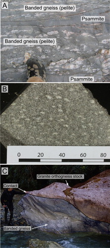 Figure 3 Field images of the Greenland Group in the Jackson River valley area. A, Gneiss at Arawhata Bridge shows a strong lithological control on the position of leucosomes. B, A hand specimen of porphyroblastic spotted pelitic gneiss. The porphyroblastic spots are composed of muscovite and sillimanite, and are in a fine-grained biotite-rich matrix. Scale, mm. C, Banded gneiss and parallel-foliated granite sheets occur in Monkey Puzzle Gorge.
