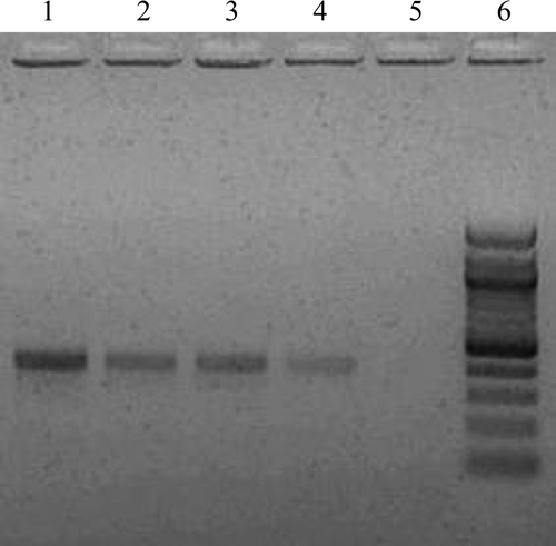 Figure 1.  PCR assay gel confirming specific identification of E. praecox strains used in this study. Lane 1, E. praecox (Houghton); lane 2, E. praecox (Tynygongl); lane 3, E. praecox (Raleigh); lane 4, positive control (“Hipracox Broilers”, a vaccine that includes E. praecox); lane 5, negative control; lane 6, DNA marker (100 base pair ladder; Qiagen).