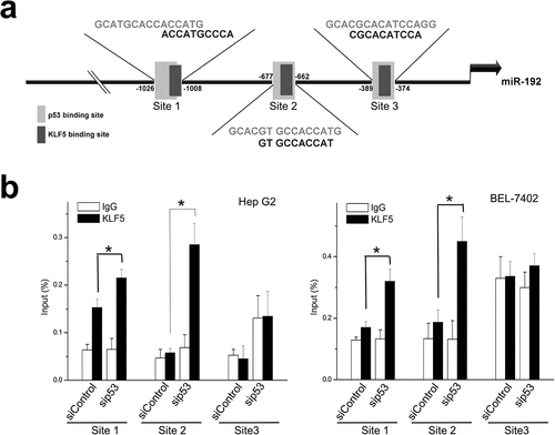 Figure 5. KLF5 directly binds and trans-activates miR-192 in the context of p53 silencing. (a). The 5ʹ upstream regulatory region of miR-192 contains three putative KLF5 binding sites within putative p53 binding sites. (b). Quantitative ChIP revealed that KLF5 binding to the upstream region of miR-192 was markedly increased in HepG2 (left) and BEL-7402 (right) cells in which p53 was silenced compared with controls. *P < 0.05, data are presented as the means ± SD.