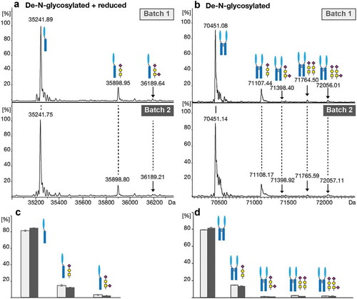 Figure 4. O-glycosylation analysis of the de-N-glycosylated intact protein using CESI-MS. (a) Deconvoluted spectra of the monomeric reduced de-N-glycosylated protein species. (b) Deconvoluted spectra of the dimeric de-N-glycosylated protein species. (c) Relative quantitation of the unglycosylated and O-glycosylated monomeric and (d) dimeric protein based on triplicate analysis. Standard deviations are shown.