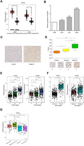 Figure 1 PDIA4 is highly expressed in gliomas and significantly associated with the advanced stage of tumors. (A) Differential expression of LCTL in brain lower grade glioma (LGG) and glioblastoma (GBM) compared to levels in normal brain tissues. *P < 0.05. (B) Relative mRNA expression level of PDIA4 in the normal glial cell line HEB and glioma cell lines. *P < 0.05; **P < 0.01; ***P < 0.001. (C) IHC staining of PDIA4 in WHO grade IV gliomas of and comparison with normal brain tissues resected at Xiangya Hospital. Original magnification, ×100. Scale bar, 50μm. (D) The upper section shows the intensity of IHC staining of PDIA4 in the cytoplasm of glioma tissue arrays. The lower section shows the representative intensity at each level of PDIA4 IHC staining. *P < 0.05; **P < 0.01. (E) PDIA4 expression in gliomas of WHO grade III–V, based on both TCGA and CGGA datasets. *P < 0.05; ***P < 0.001. (F) The expression of PDIA4 in IDH subtypes of gliomas based on both the TCGA and CGGA datasets. ***P < 0.001. (G) PDIA4 expression pattern in different molecular subtypes of glioma (classical, mesenchymal, neural, proneural) in the TCGA dataset. *P < 0.05; ***P < 0.001.