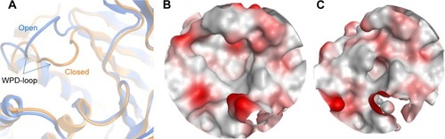 Figure 7 Active site conformational effect on the PTP1B druggability.