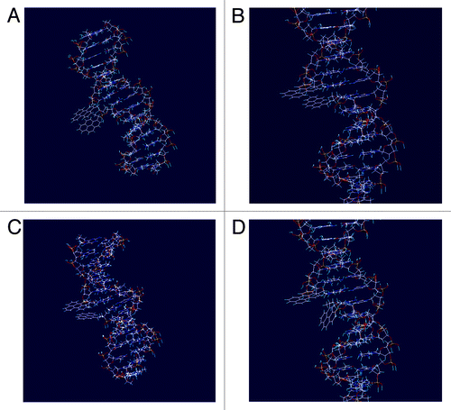 Figure 4. Low-energy structures of complementary and single-mismatched duplexes containing FRET pairs MCitation1/MCitation4 and M2/MCitation4: A) MCitation1/MCitation4 pair within fully matched complex ON1:ON4:DNA; B) MCitation1/MCitation4 pair within complex containing mismatch opposite to monomer MCitation1 (ON1:ON4:dmA(8)T); C) M2/MCitation4 pair within fully matched complex ON2:ON4:DNA; D) M2/MCitation4 pair within complex containing mismatch opposite to monomer M2 (ON2:ON4:dmA(8)T).