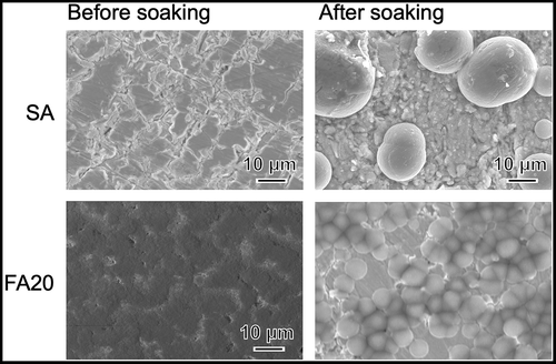 Figure 2. SEM photographs of SA and FA20 before and after soaking in SBF. Soaking time is 7 days for SA and 8 days for FA20.