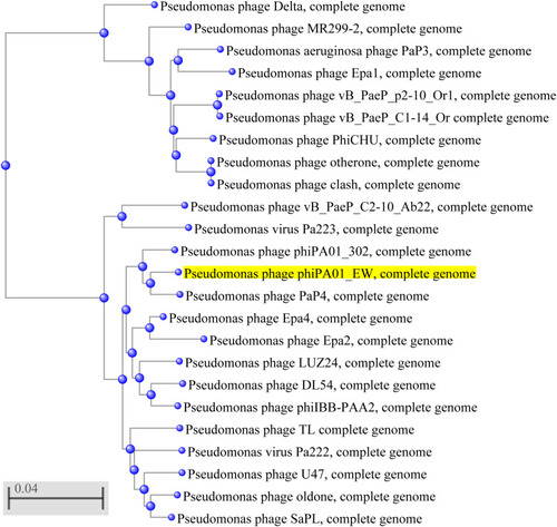 Figure 4 Phylogenetic tree of selected bacteriophages. The phylogenetic tree was constructed by the Neighbor-Joining method. Reference sequences used in the analysis were obtained from the GenBank database (https://blast.ncbi.nlm.nih.gov/Blast.cgi). The highlighted mark indicates the phage vB_PaeP_PA01EW.