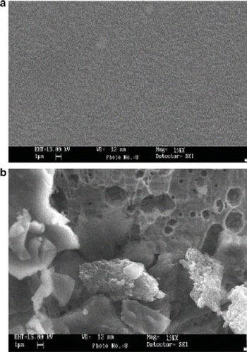 Figure 3. SEM of nitrocellulose membrane (a) without enzyme at 158X and (b) with immobilized enzyme at 158X.