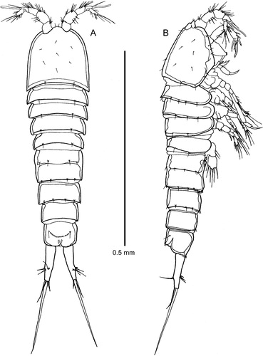 Figure 1. Quinquelaophonte aurantius sp. nov. female: A–B, habitus dorsal and lateral.