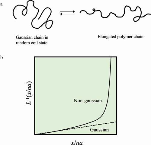 Figure 2. (a) Conformational changes between a Gaussian state and an extended state of an isolated polymer chain. (b) Change in the conformation of a single polymer chain according to Gaussian chain theory (dotted line) and change by the non-Gaussian chain theory explained by applying the inverse Langevin function L−1 (solid line)