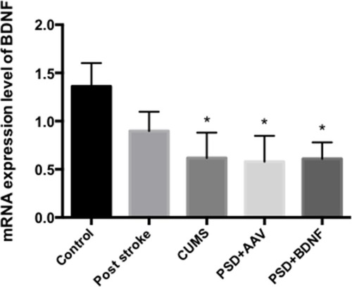 Figure 7 BDNF mRNA expression in the hippocampus of PSD rats 10 days after BDNF-HA2TAT/AAV nasal administration (real-time quantitative PCR). Error bars represent one standard error of the mean. All data from animal groups: control (n=8), stroke (n=7), CUMS (n=8), PSD+AAV (n=7), PSD+BDNF (n = 7). Other groups compared with control group: *P<0.05.