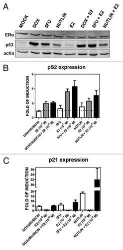 Figure 1. p53 and ERα protein levels and transactivation activities upon DOX, 5FU, nutlin-3a, E2 single or combined treatments. (A) Western blot analysis showing p53 and ERα protein levels 10 h after the indicated treatments at the following doses: DOX, 1.5 µM; 5FU, 375 µM, nutlin-3a, 10 µM; E2, 10−9 M. (B and C) qPCR results for the p53 target gene p21 (B) and the ERα target gene pS2/TFF1 (C). Presented in the bar graphs are fold-induction relative to the mock condition and the standard errors of three biological and two technical replicates for each condition. GAPDH, B2M and β-actin housekeeping genes served as internal controls.
