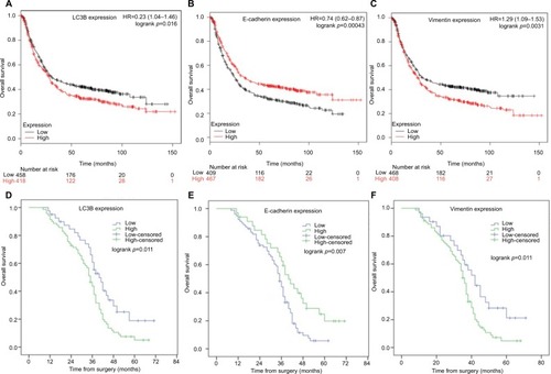 Figure 3 The prognostic value of LC3B, E-cadherin, and Vimentin expression in GC patients.Notes: OS curves of are plotted for patients with tumors expressing low or high levels LC3B (A), E-cadherin (B), and Vimentin (C) mRNA in Kaplan–Meier plotter database (N=876). OS curves are plotted for patients with tumors expressing low or high levels LC3B (D), E-cadherin (E), and Vimentin (F) in our retrospective cohort (N=110). P-value was calculated by log-rank test and p<0.05 was regarded as statistically significant.Abbreviations: GC, gastric cancer; OS, overall survival.