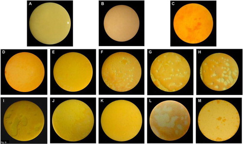 Fig. 1 (A) Biofilm on HA disc after 3 weeks of incubation under anaerobic conditions. (B) After exposure to control gel and stained with LIVE/DEAD BacLight Bacterial Viability Kit L-7012. Stained biofilm after exposure to 1% CHX gel for (C) 1 min, (D) 3 min, and (E) 10 min. Stained biofilm after exposure to 5% CP gel for (F) 1 min, (G) 3 min, and (H) 10 min. Stained biofilm after exposure to 10% CP gel for (I) 1 min, (J) 3 min, and (K) 10 min. Stained biofilm after exposure to CP rinse for 1 min at (L) 5% and (M) 10%.