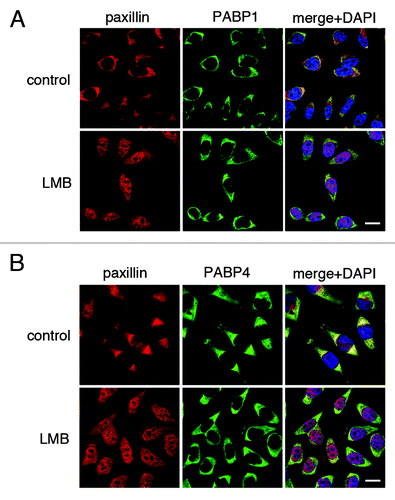 Figure 5. Nuclear export of PABP1 and PABP4 is not prevented by the CRM1 inhibitor leptomycin B. HeLa cells were treated with 5 ng/ml leptomycin B (LMB) or vehicle control for 3 h prior to fixation and immunofluorescence detection of paxillin (red) and (A) PABP1 or (B) PABP4 (green).Citation19 Scale bars: 20 µm.