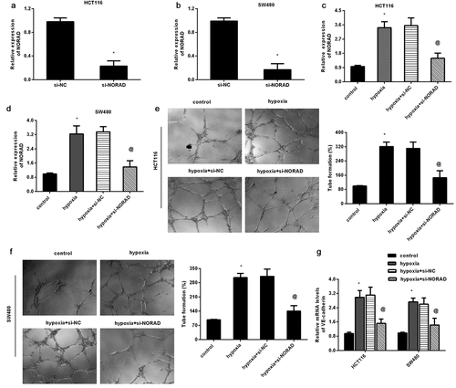 Figure 2. Loss of NORAD attenuates hypoxia-evoked VM formation. (a, b) Expression of NORAD was determined in HCT116 (a) and SW480 (b) cells that were transfected with si-NORAD or si-NC. (c, d) CRC cells were treated with si-NORAD or si-NC, prior to hypoxia exposure. Then, the expression of NORAD was analyzed. (e, f) The effects of si-NORAD transfection on hypoxia-induced VM formation were tested. (g) The transcript of VE-cadherin in CRC cells was detected. *P < 0.05 vs. control group, @P < 0.05 vs. hypoxia-treated group.