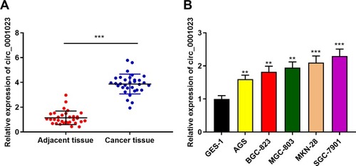 Figure 1 Circ_0001023 is highly expressed in GC tissues and cells. (A) The expressions of circ_0001023 in 33 cases of GC and adjacent tissues were detected by qRT-PCR. (B) The expressions of circ_0001023 in normal gastric mucosa cells (GES-1 cells) and five kinds of GC cells (AGS, BGC-823, MGC-803, MKN-28, and SGC-7901 cells) were detected by qRT-PCR. ** and *** represent p<0.01 and p< 0.001, respectively.