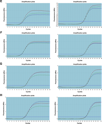 Figure S2 Amplification curves for RT-qPCR.Notes: (A) Control. (B) Lipofectamine 2000. (C) Lipofectamine 2000 + random siRNA. (D) Lipofectamine 2000 + VEGF-siRNA 1. (E) Lipofectamine 2000 + VEGF-siRNA 2. (F) Lipofectamine 2000 + VEGF-siRNA 3. (G) PLCP. (H) PLCP + random siRNA. (I) PLCP + VEGF-siRNA 1. (J) PLCP + VEGF-siRNA 2. (K) PLCP + VEGF-siRNA 3.Abbreviations: GAPDH, glyceraldehyde-3-phosphate dehydrogenase; PLCP, polycation liposome-encapsulated calcium phosphate nanoparticles; RT-qPCR, real-time quantitative polymerase chain reaction; siRNA, small interfering RNA.