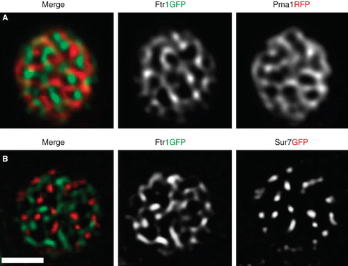 Figure 2. TIRFM of PM proteins in yeast. Images of cells transfected with Pma1RFP and Ftr1GFP (A) or Sur7RFP and Ftr1GFP (B) are shown. Both combinations show segregated membrane domains. Scale bar: 2 μm. This Figure is reproduced in color in the online version of Molecular Membrane Biology.