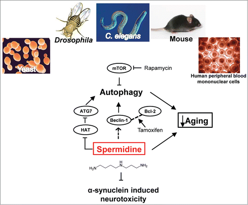 Figure 1. Schematic illustration of the targets of actions by spermidine in different pathways. The function of spermidine in anti-aging and resistance to stress is conserved in evolution. It acts through autophagy-independent pathway(s) as well as mTOR-independent autophagy pathway. By activating the autophagy, spermidine inhibits α-synuclein toxicity in two PD animal models, as demonstrated by Büttner et al.Citation5