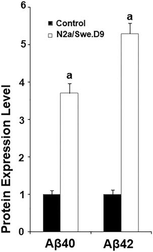 Figure 1. Secretion of Amyloid β (Aβ) was increased in AD cell models. The levels of secreted Aβ40 and Aβ42 as determined by an ELISA assay (a, p < .01 vs. vehicle control).