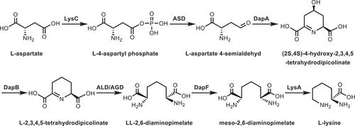 Figure 2. DAP pathway for lysine biosynthesis. LysC, aspartate kinase; ASD, aspartate-semialdehyde dehydrogenase; DapA, 4-hydroxy-tetrahydrodipicolinate synthase; DapB, 4-hydroxy-tetrahydrodipicolinate reductase; ALD/AGD, LL-diaminopimelate aminotransferase; DapF, diaminopimelate epimerase; LysA, diaminopimelate decarboxylase.