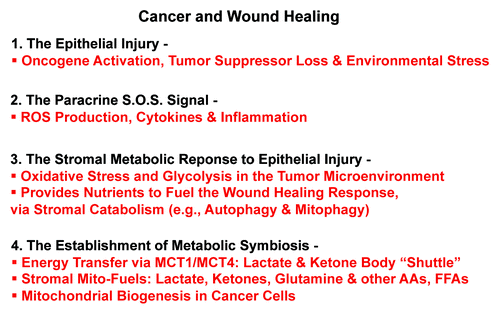 Figure 16. Understanding why cancer behaves as a wound that does not heal. Oncogenic stress stimulates a common metabolic response to “injury” in the tumor microenvironment. Four steps or events are outlined, leading to “metabolic symbiosis”. This idea is consistent with the hypothesis that cancer behaves as a wound that does not heal.